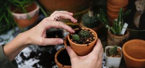 Close up of a plant being potted